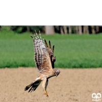 گونه سنقر خاکستری Hen Harrier